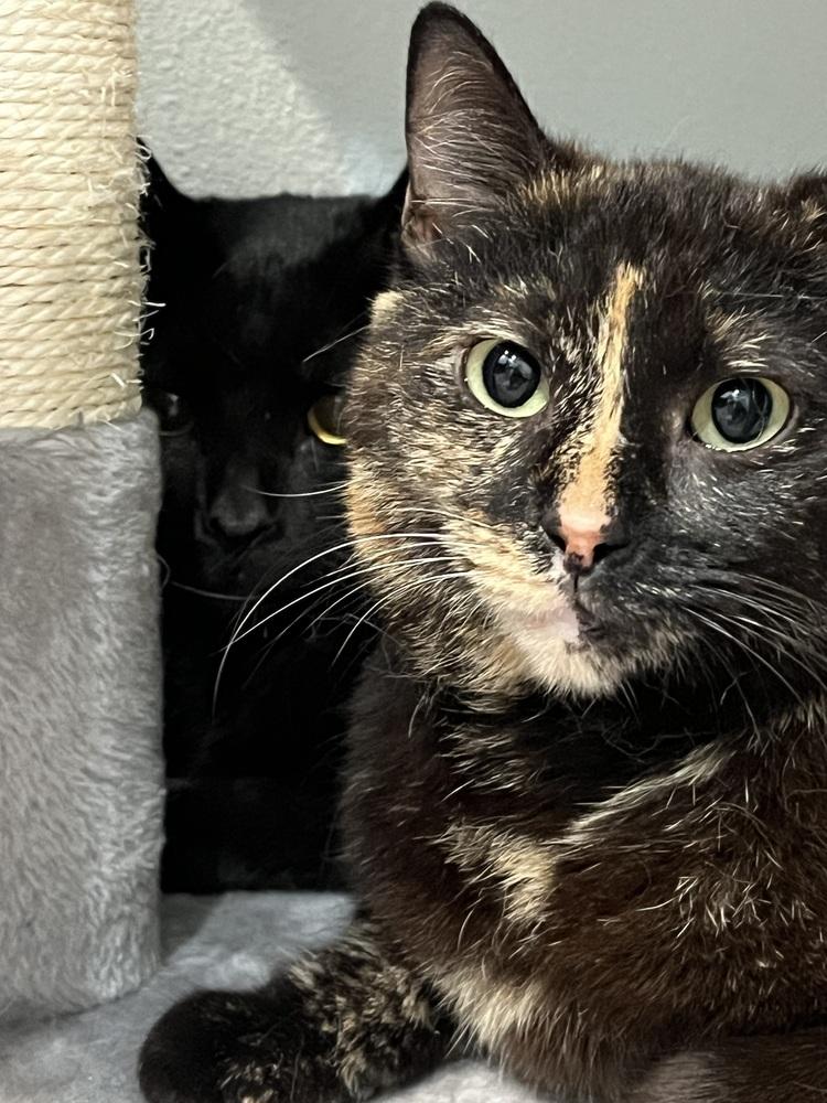 Enlarge Tortellini, a Adoptable Domestic Short Hair in Brandon, FL image 5/6