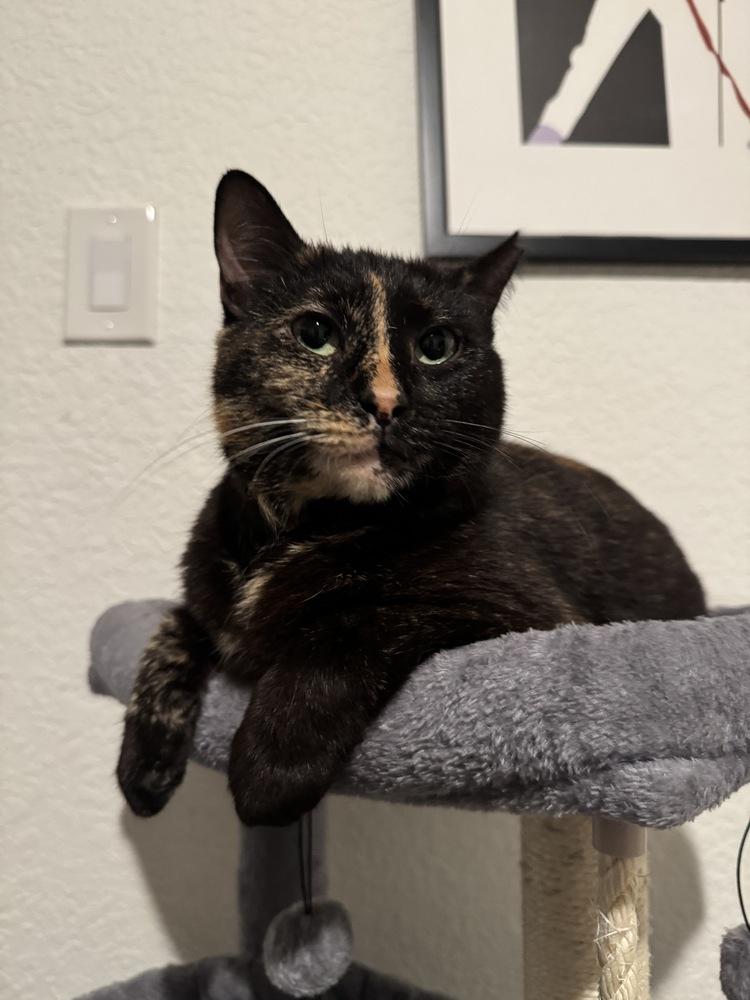 Enlarge Tortellini, a Adoptable Domestic Short Hair in Brandon, FL image 6/6