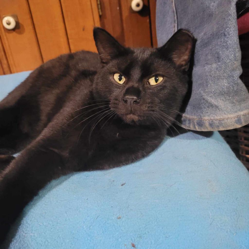 Enlarge Sable, a Adoptable Domestic Short Hair in Liberty, IN image 1/1
