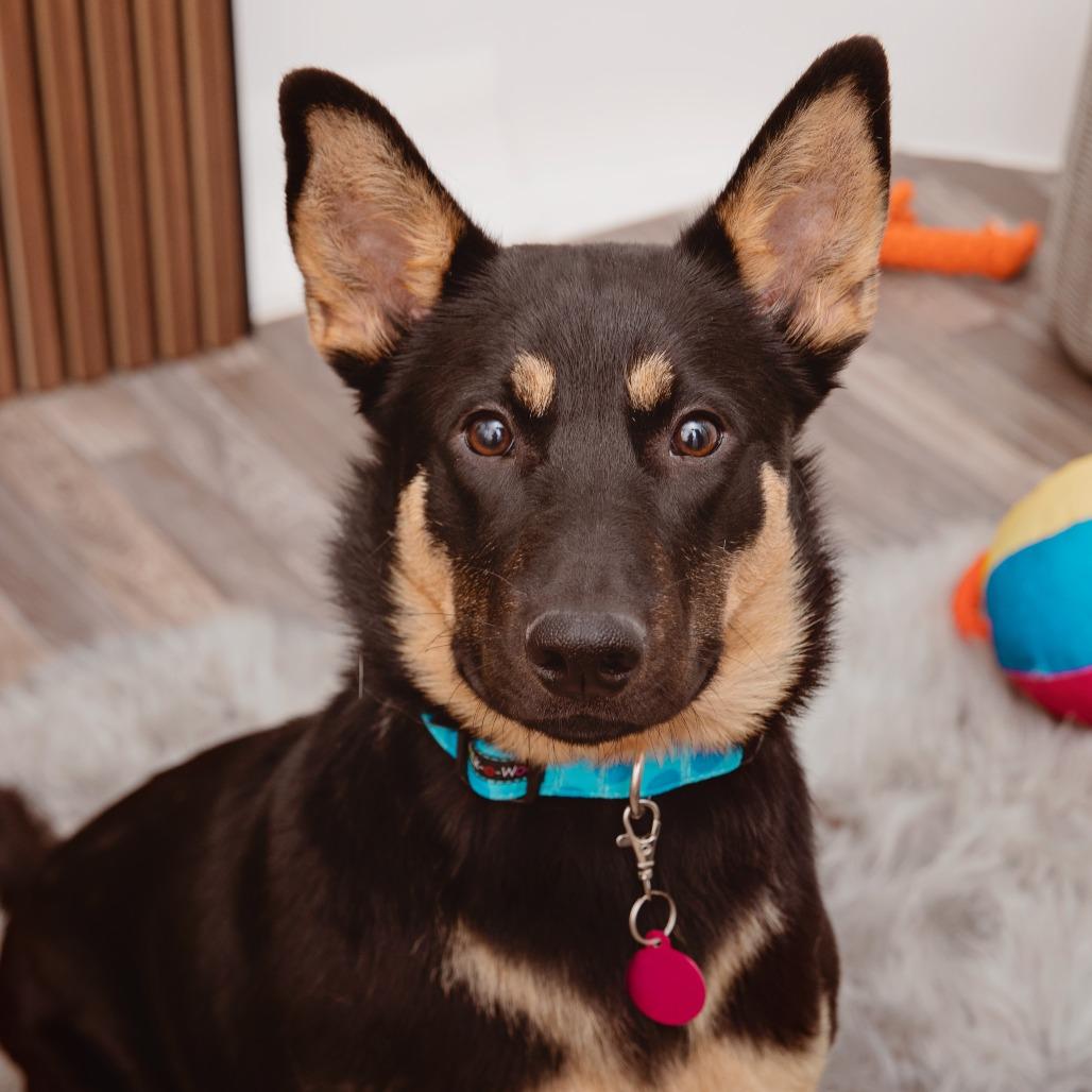 Enlarge Apricot, a Adoptable mixed breed in Los Angeles, CA image 1/2