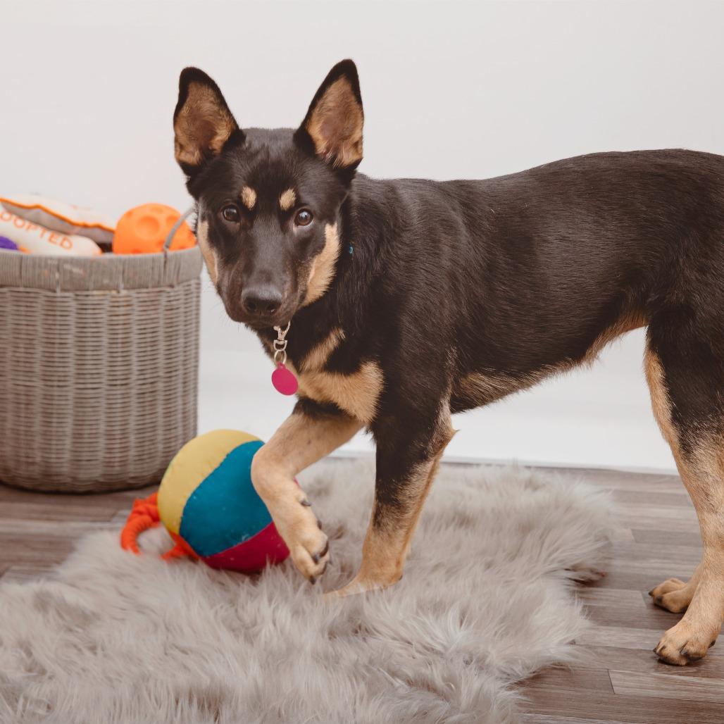 Enlarge Apricot, a Adoptable mixed breed in Los Angeles, CA image 2/2
