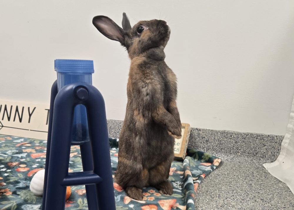Enlarge Attie, a Adoptable Bunny Rabbit in Westford, MA image 1/6