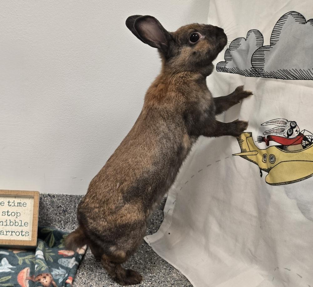Attie, a Adoptable Bunny Rabbit in Westford, MA image 1/6