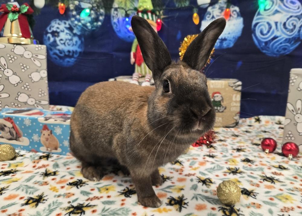 Attie, a Adoptable Bunny Rabbit in Westford, MA image 2/6