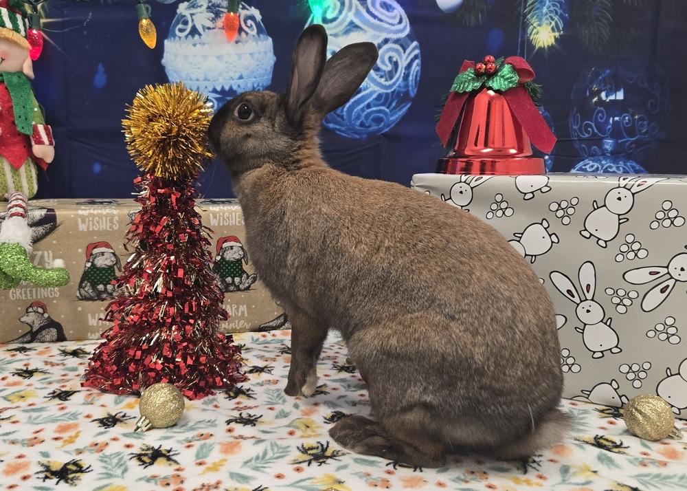 Attie, a Adoptable Bunny Rabbit in Westford, MA image 3/6