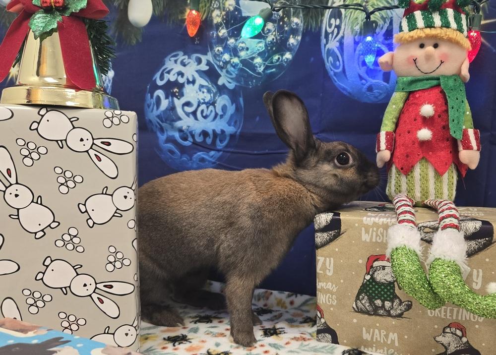 Attie, a Adoptable Bunny Rabbit in Westford, MA image 4/6