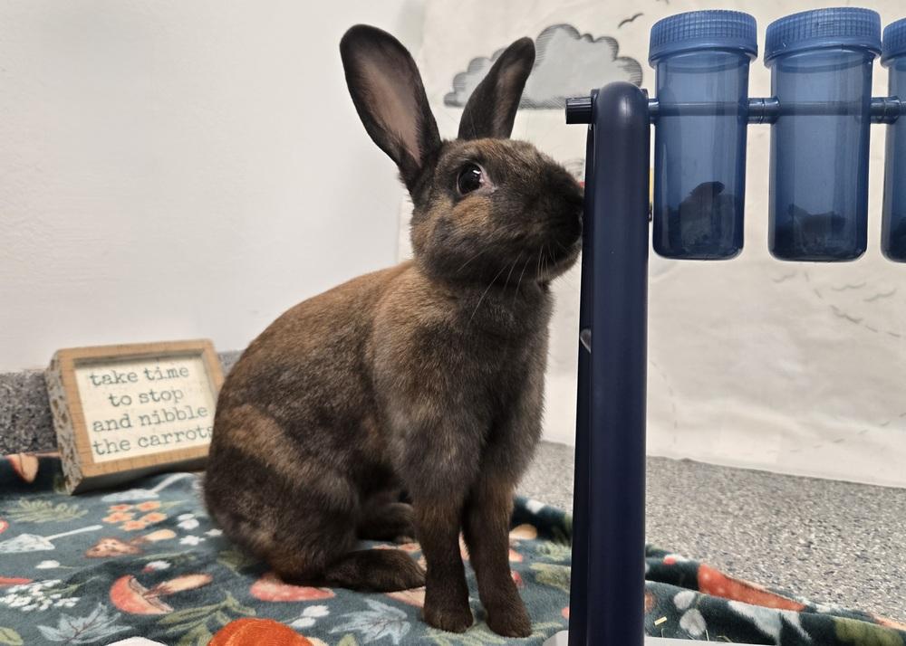 Enlarge Attie, a Adoptable Bunny Rabbit in Westford, MA image 3/6