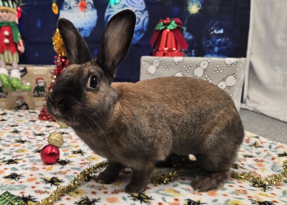 Attie, a Adoptable Bunny Rabbit in Westford, MA image 5/6