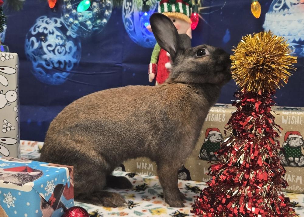 Attie, a Adoptable Bunny Rabbit in Westford, MA image 6/6