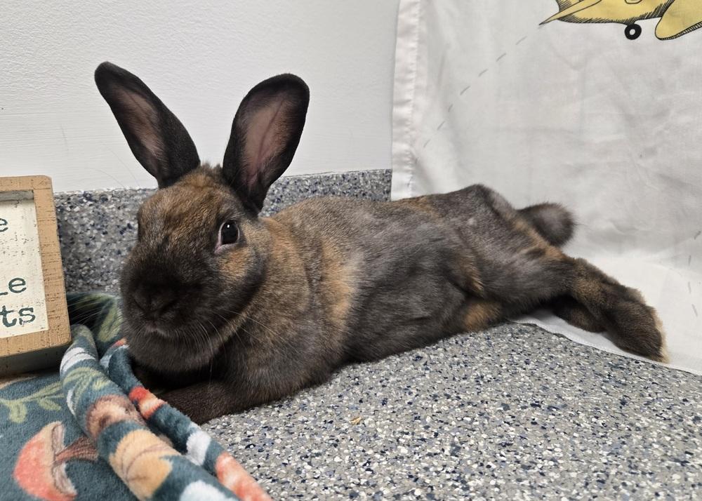 Enlarge Attie, a Adoptable Bunny Rabbit in Westford, MA image 5/6