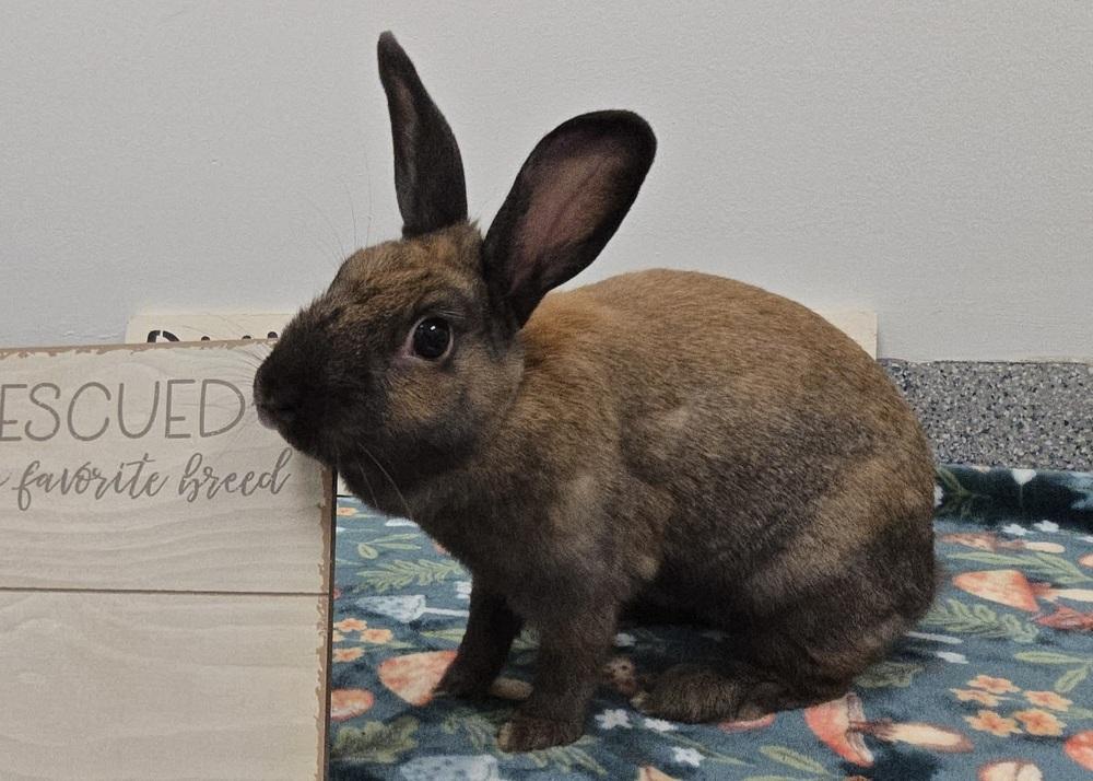 Enlarge Attie, a Adoptable Bunny Rabbit in Westford, MA image 6/6