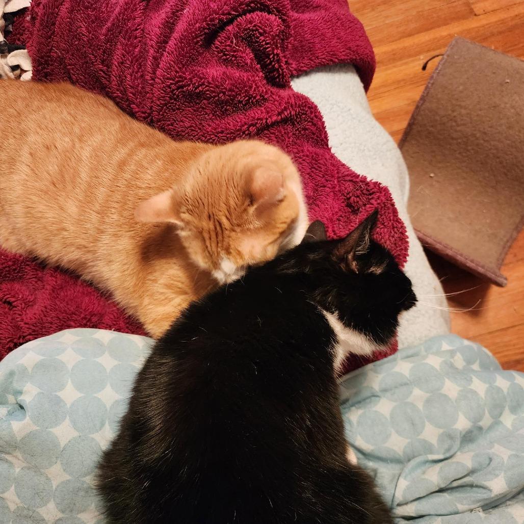 Hagrid, Adoptable, Adult Male Domestic Short Hair.