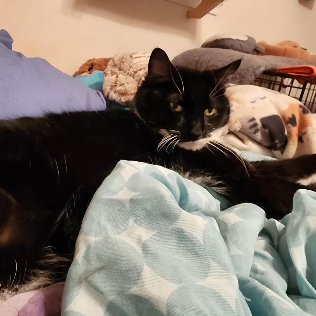 Enlarge Hagrid, a Adoptable Domestic Short Hair in Birdsboro, PA image 2/6