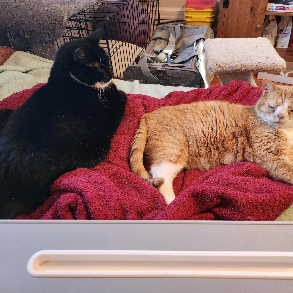 Enlarge Hagrid, a Adoptable Domestic Short Hair in Birdsboro, PA image 3/6