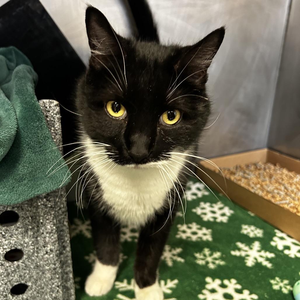 Enlarge Hagrid, a Adoptable Domestic Short Hair in Birdsboro, PA image 4/6