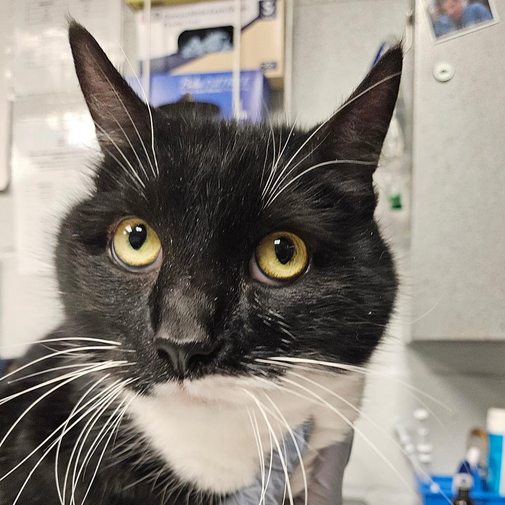 Enlarge Hagrid, a Adoptable Domestic Short Hair in Birdsboro, PA image 5/6