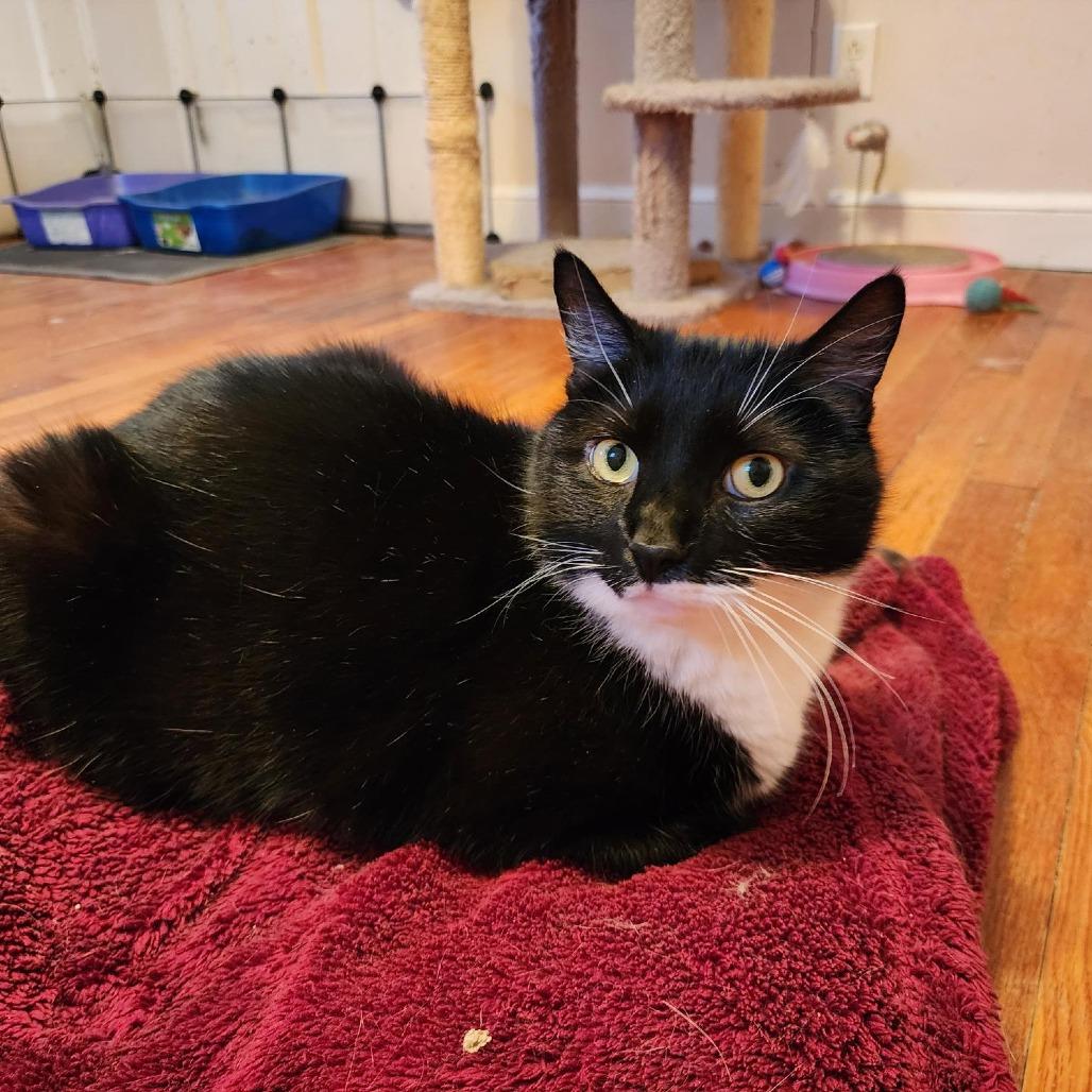 Enlarge Hagrid, a Adoptable Domestic Short Hair in Birdsboro, PA image 6/6