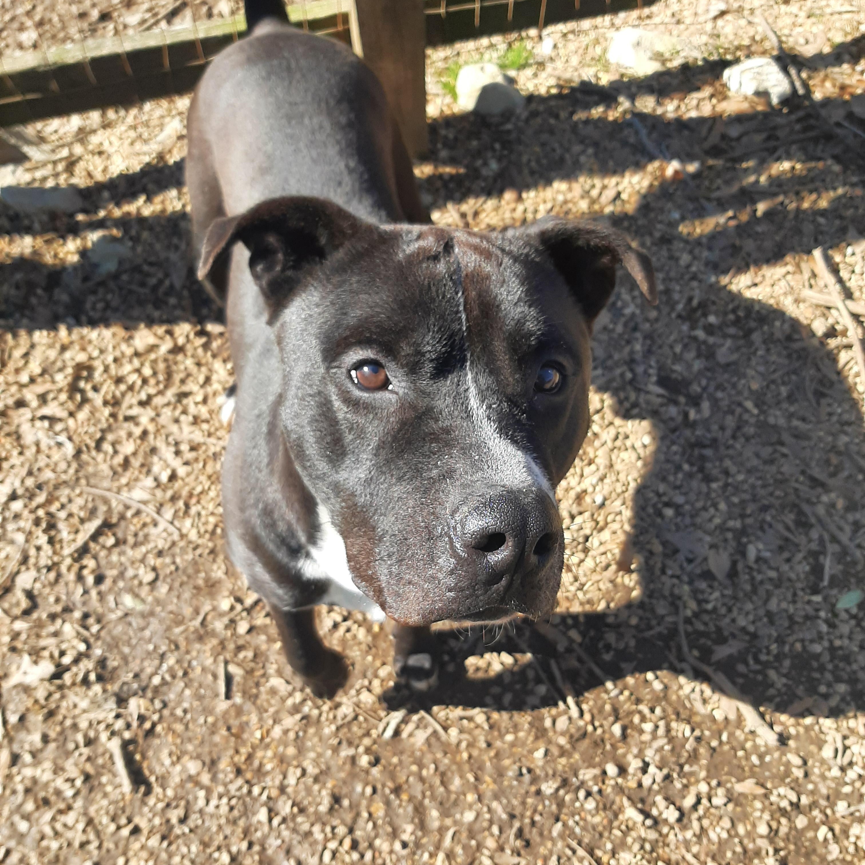 Ashton, Adult Male Mixed Breed