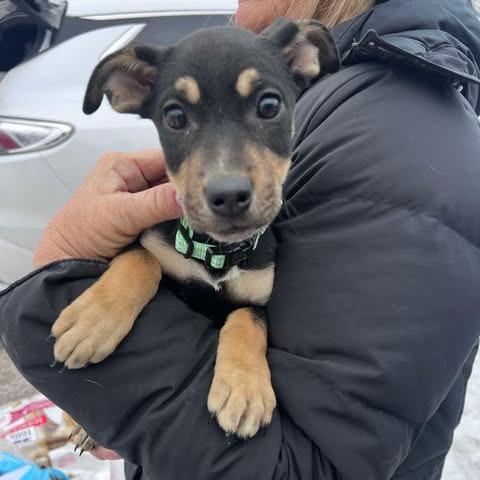Nova, Adoptable, Puppy Female Terrier & Mixed Breed.