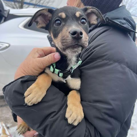 Enlarge Nova, a Adoptable mixed breed in St. Charles, IL image 2/2