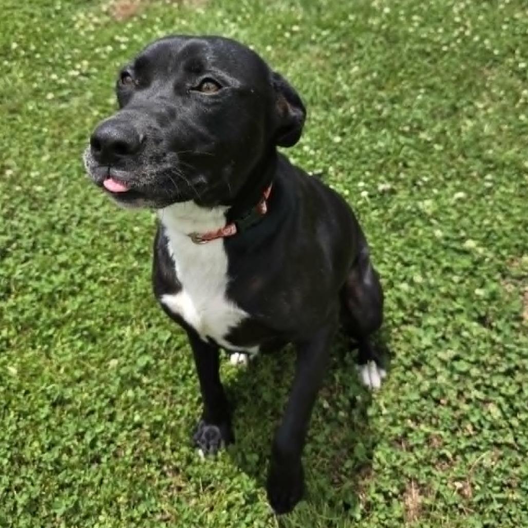 Ruby 9131, a Adoptable mixed breed in Hamilton, GA image 1/6