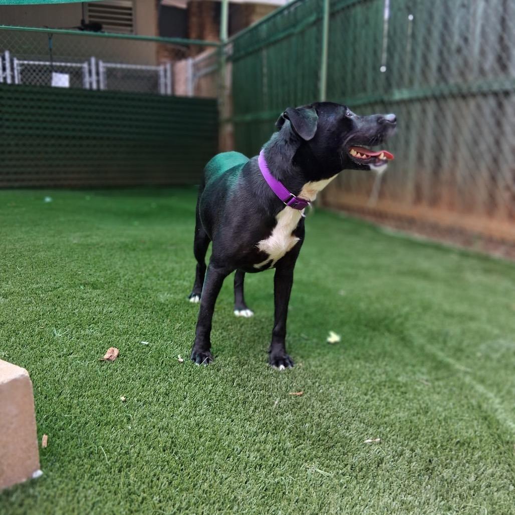 Ruby 9131, a Adoptable mixed breed in Hamilton, GA image 2/6
