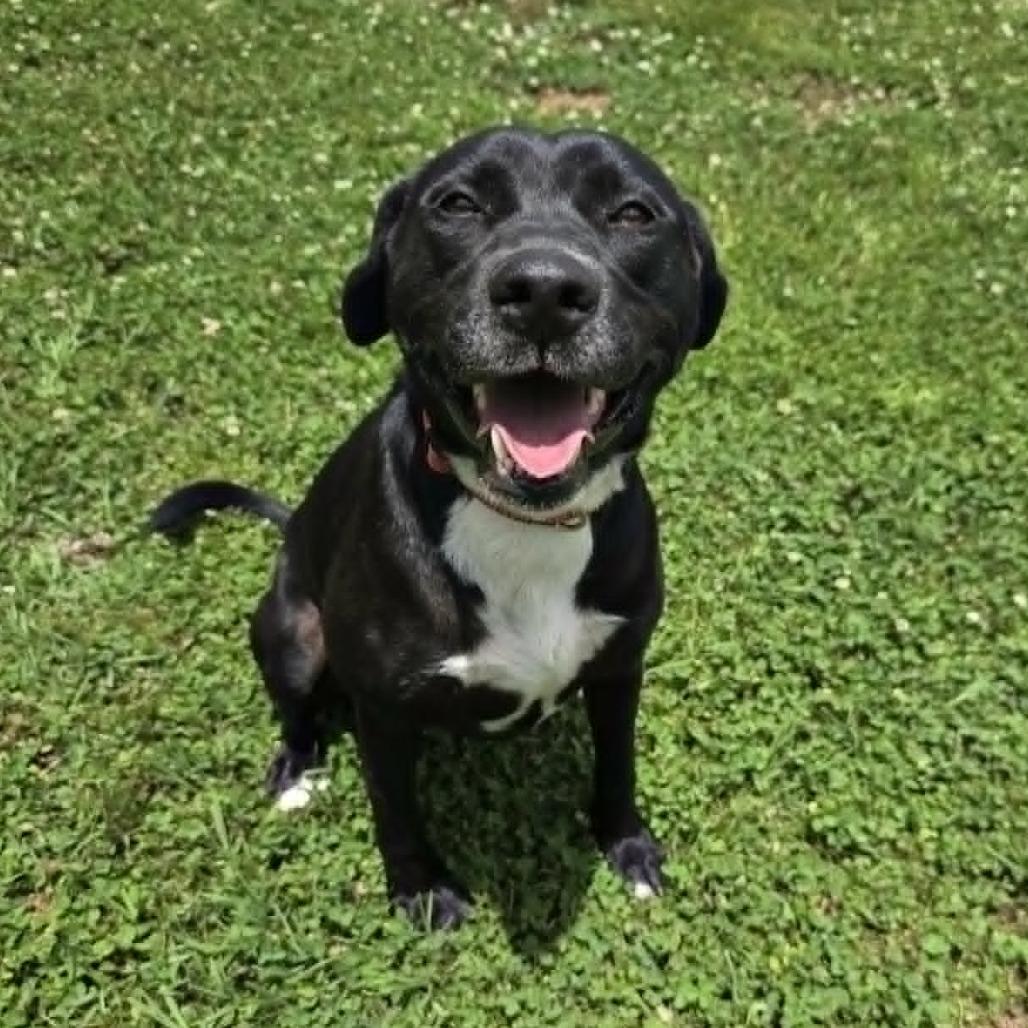 Ruby 9131, a Adoptable mixed breed in Hamilton, GA image 3/6