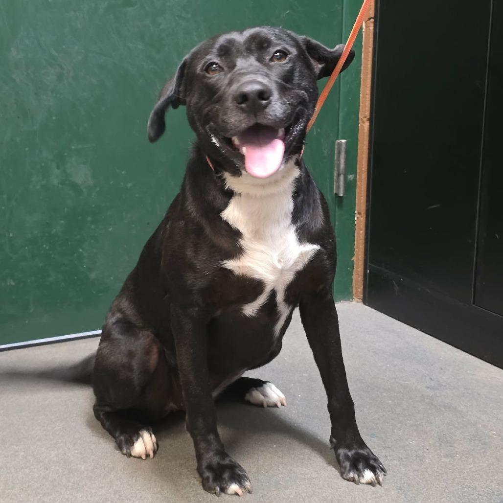 Ruby 9131, a Adoptable mixed breed in Hamilton, GA image 4/6