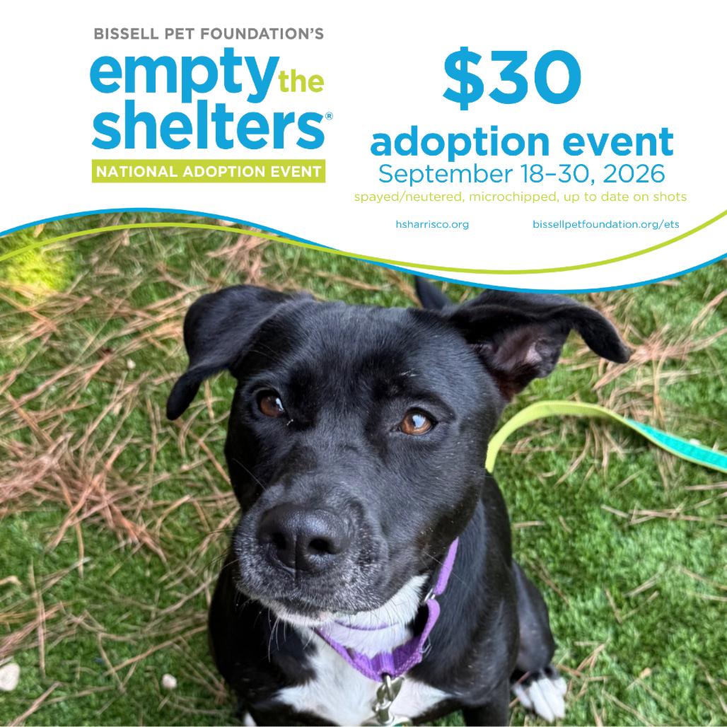 Enlarge Ruby 9131, a Adoptable mixed breed in Hamilton, GA image 5/6