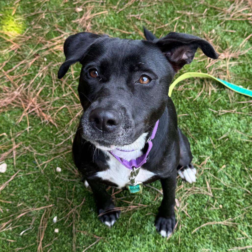 Ruby 9131, a Adoptable mixed breed in Hamilton, GA image 5/6