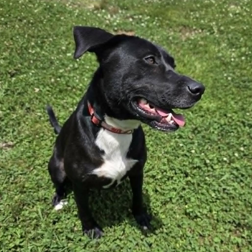 Ruby 9131, a Adoptable mixed breed in Hamilton, GA image 6/6
