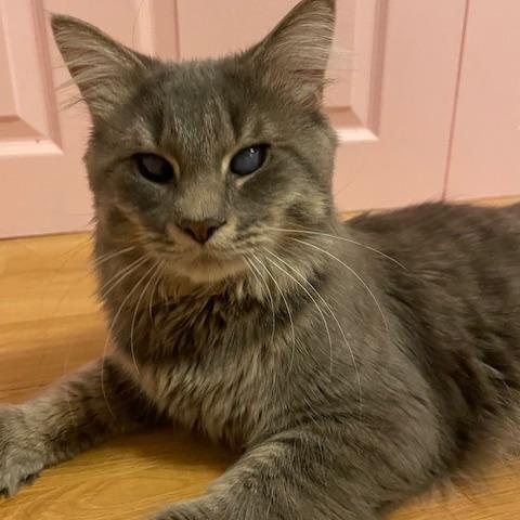 Oracle, adopted, Young Male Domestic Medium Hair.
