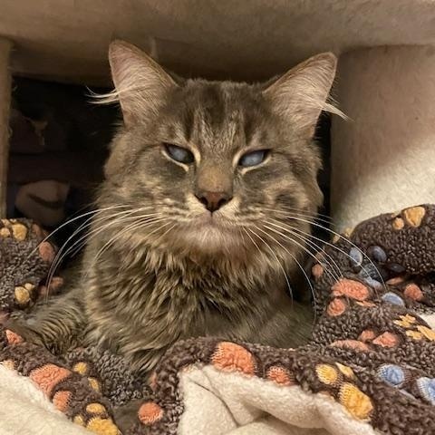 Enlarge Oracle, an adopted Domestic Medium Hair in Hudsonville, MI image 3/4