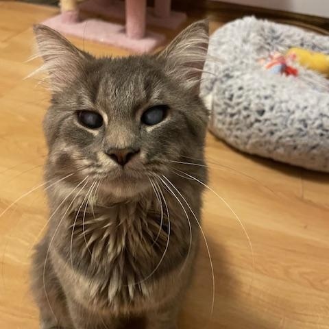 Enlarge Oracle, an adopted Domestic Medium Hair in Hudsonville, MI image 4/4