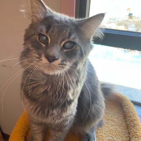 Enlarge Oracle, an adopted Domestic Medium Hair in Hudsonville, MI image 2/4
