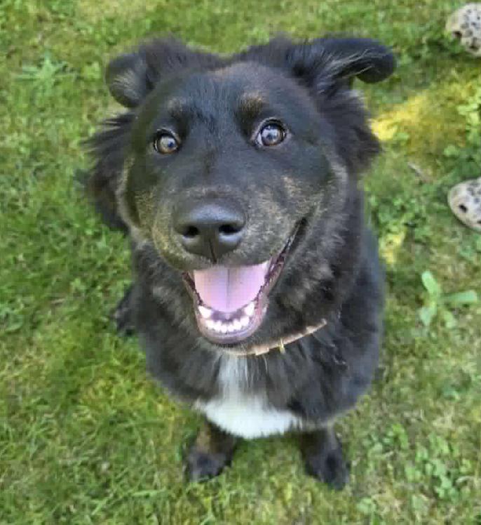 Sassy, adopted, Puppy Female Black Labrador Retriever & Husky.