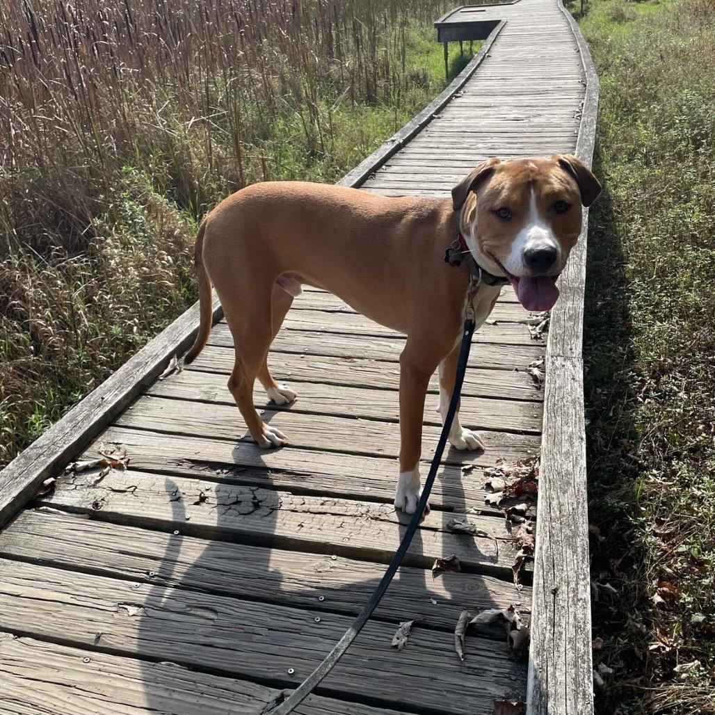 Paco, a Adoptable mixed breed in Huntington, WV image 5/6