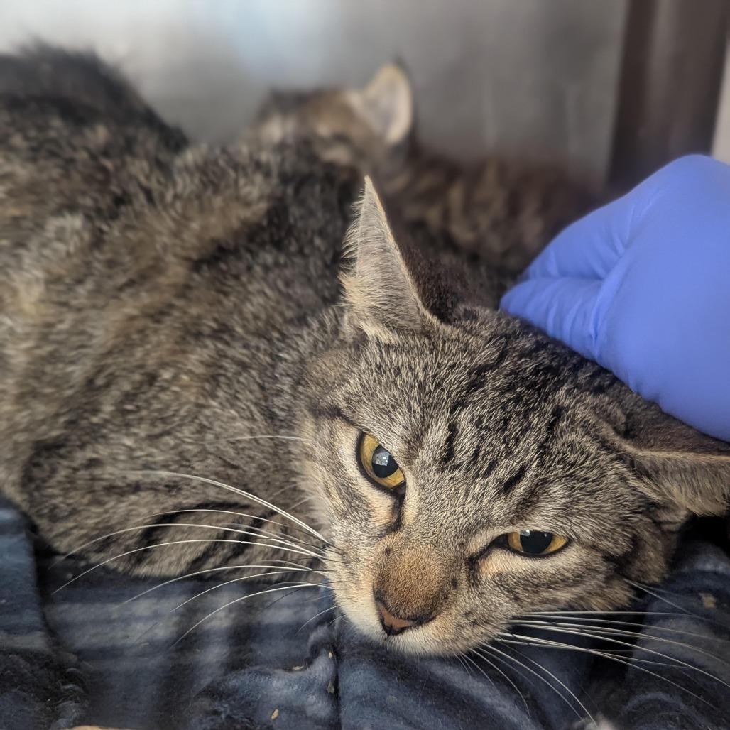 Mama Pumpkin Houston, Adoptable, Adult Female Domestic Short Hair.
