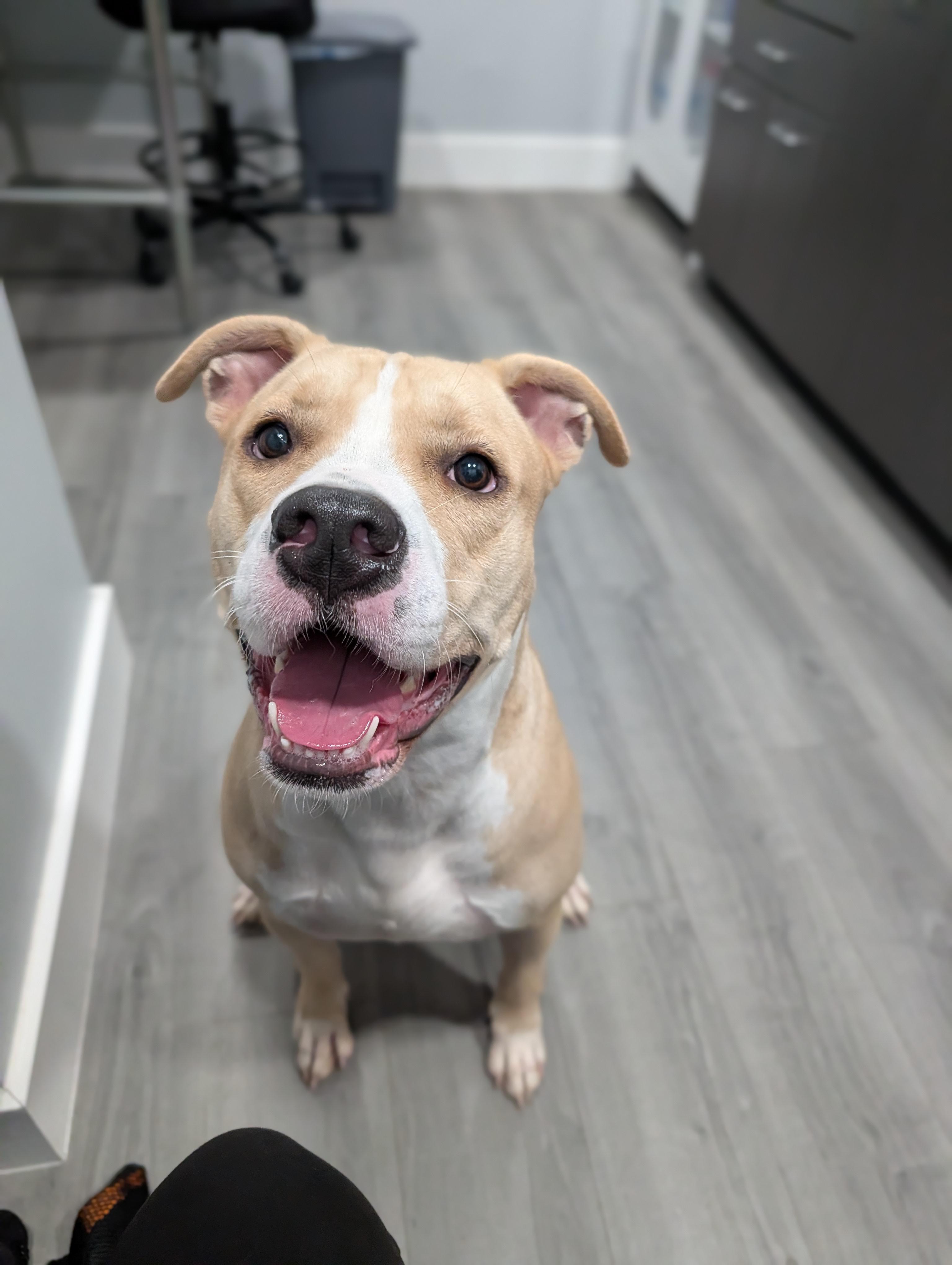 Kobi, a ADOPTABLE mixed breed in Plainfield, NJ image 3/3