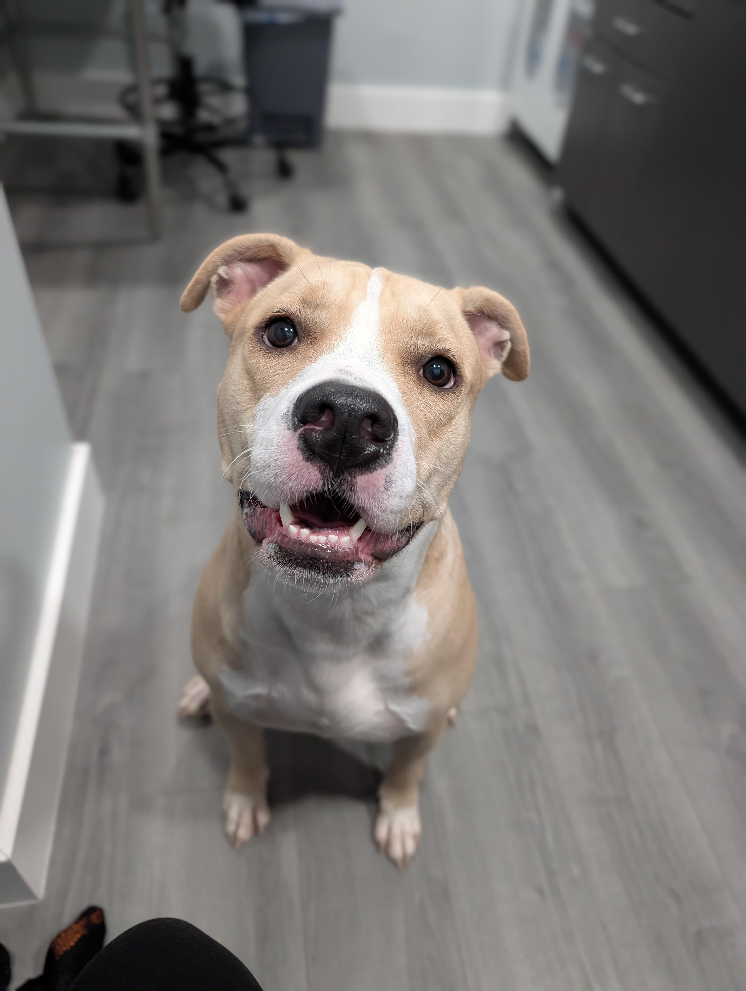 Kobi, ADOPTABLE, Young Male American Staffordshire Terrier.