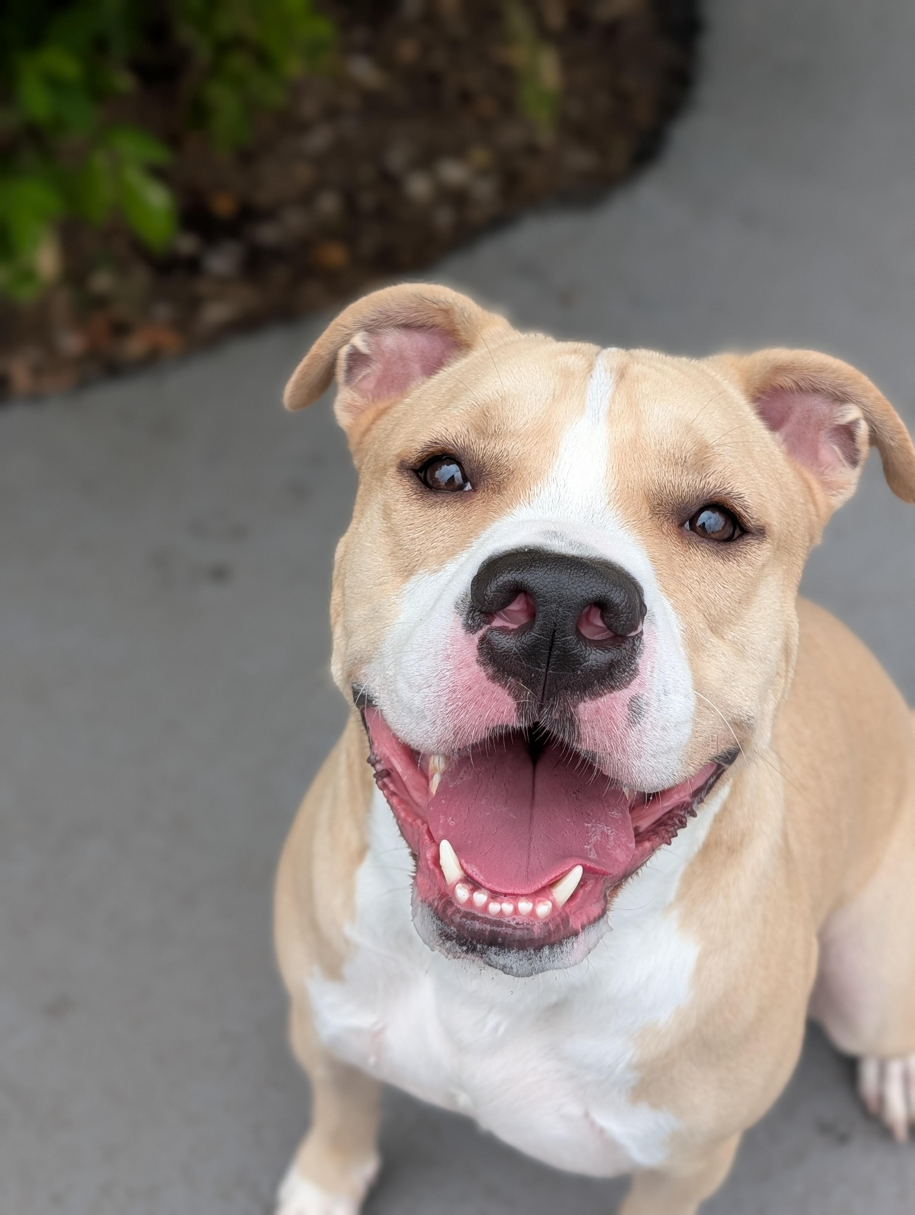 Kobi, ADOPTABLE, Young Male American Staffordshire Terrier.
