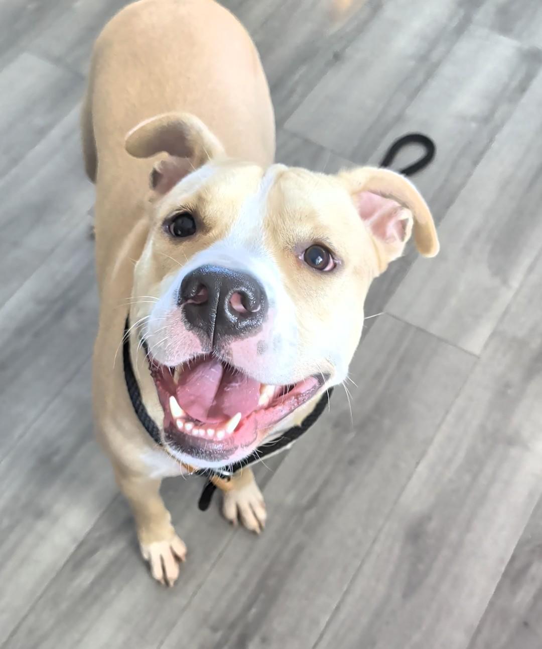 Kobi, a ADOPTABLE mixed breed in Plainfield, NJ image 2/3