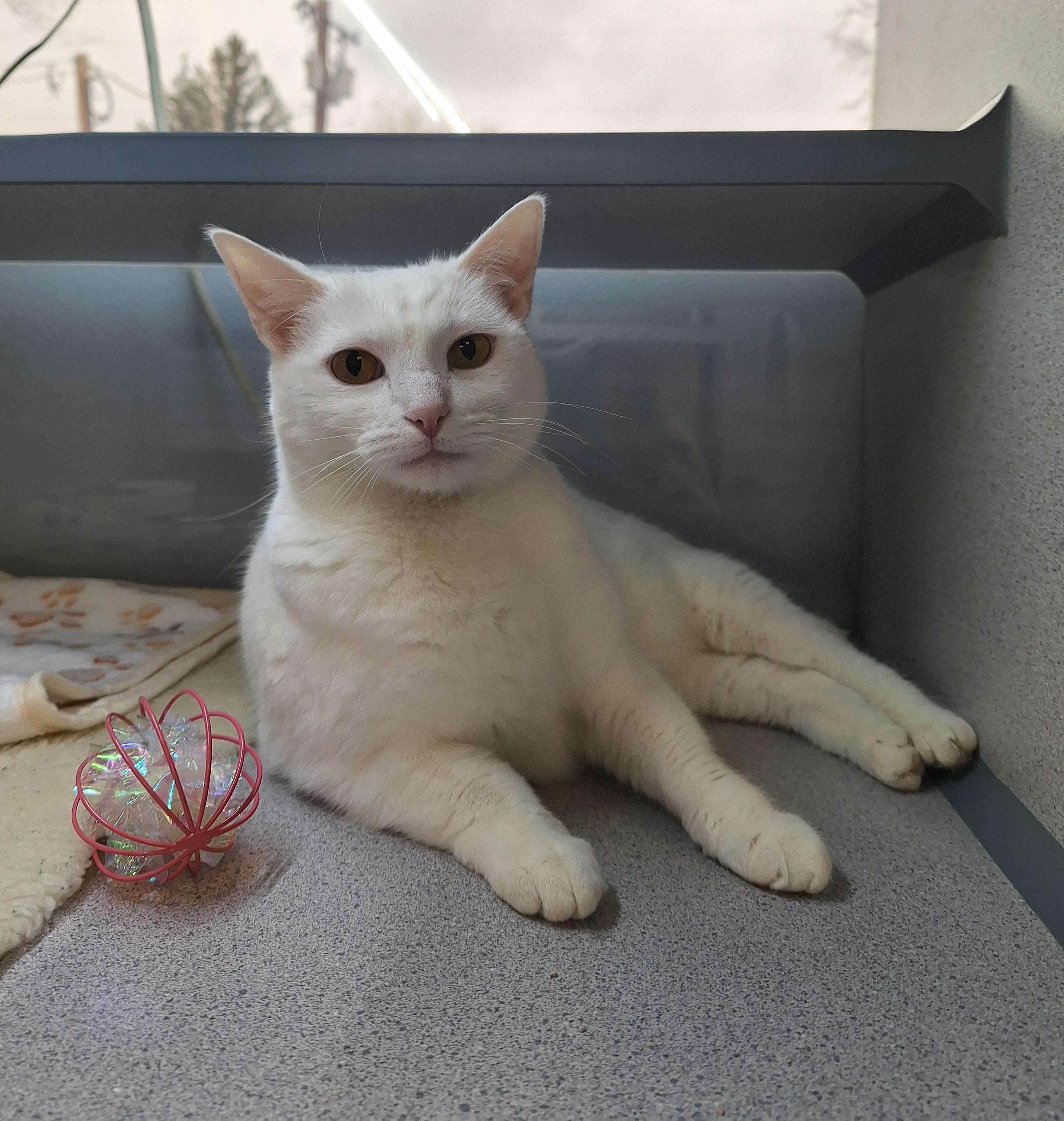 Izzy, adopted, Adult Female Domestic Short Hair.