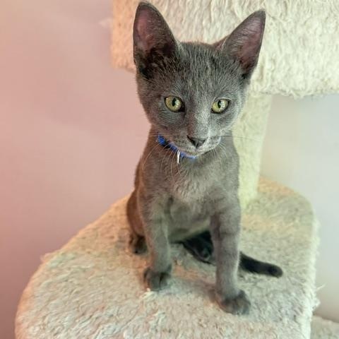 Bluey, adopted, Kitten Male Domestic Short Hair.