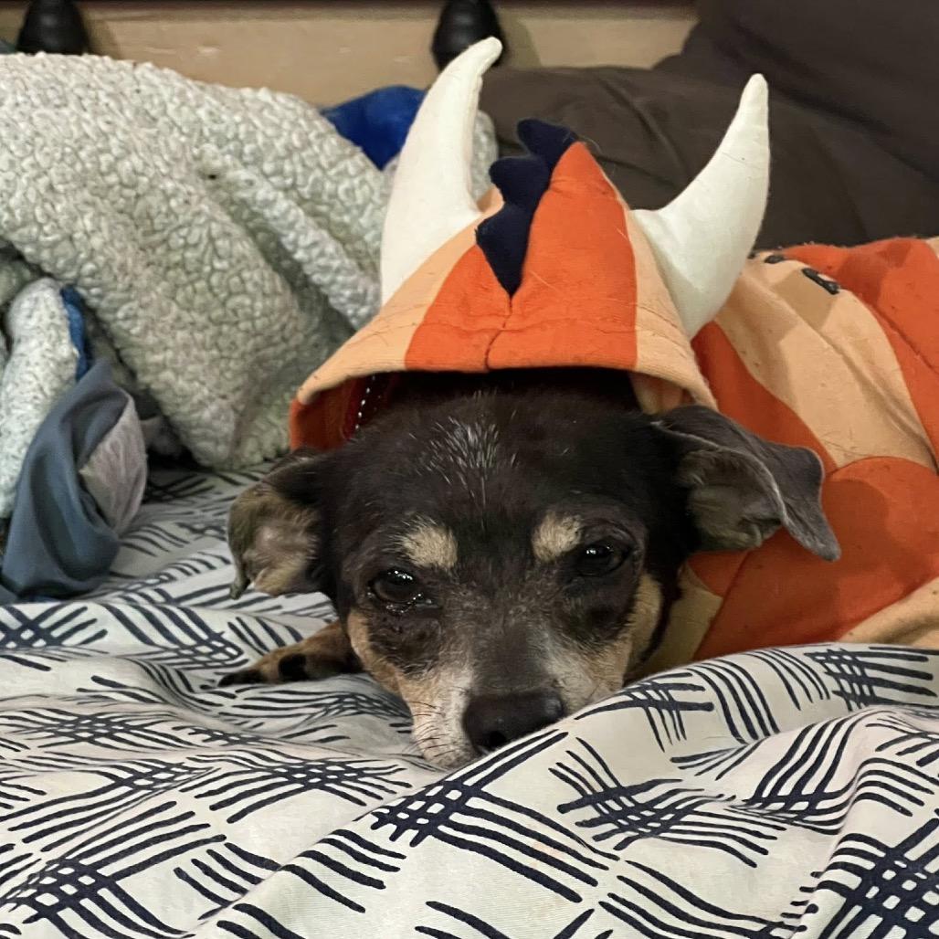 Enlarge Boom Boom, a Adoptable Chihuahua in Chicago, IL image 1/6