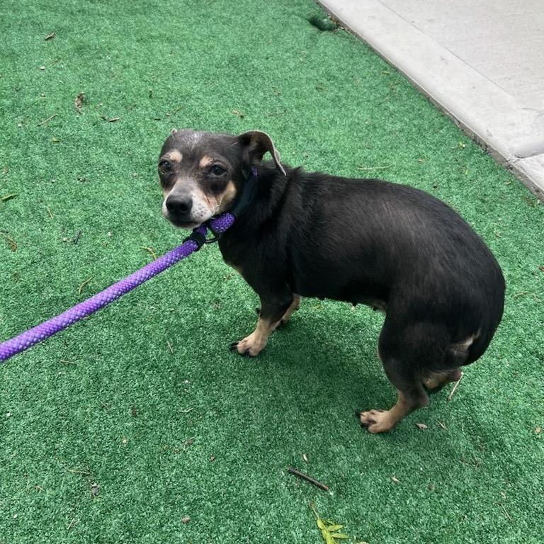 Enlarge Boom Boom, a Adoptable Chihuahua in Chicago, IL image 2/6