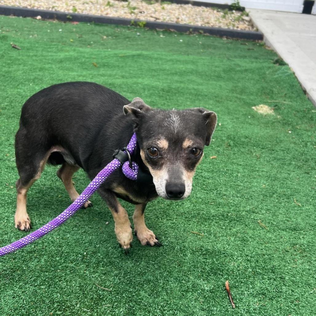 Enlarge Boom Boom, a Adoptable Chihuahua in Chicago, IL image 3/6