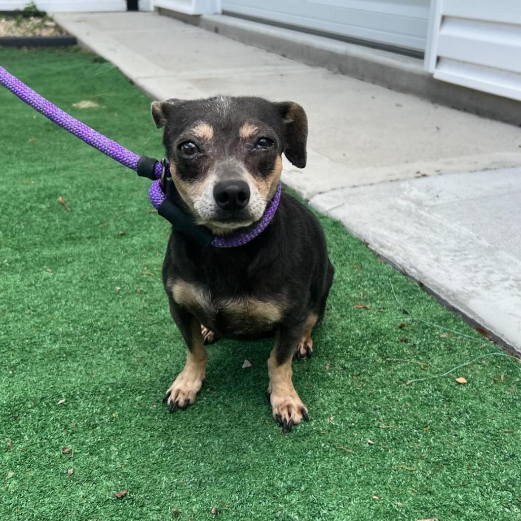 Enlarge Boom Boom, a Adoptable Chihuahua in Chicago, IL image 6/6