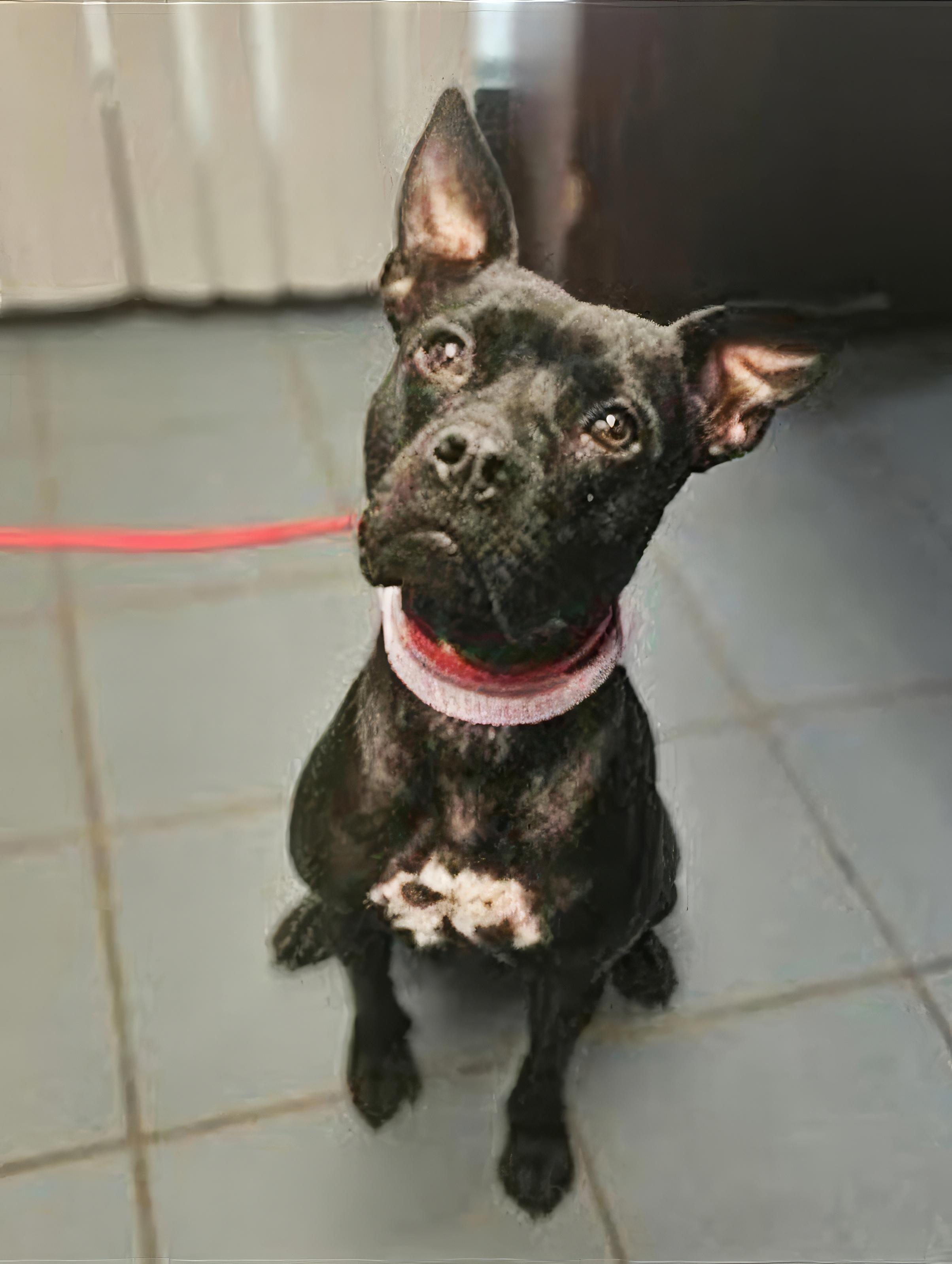 Mary Puppins, Adult Female Mixed Breed