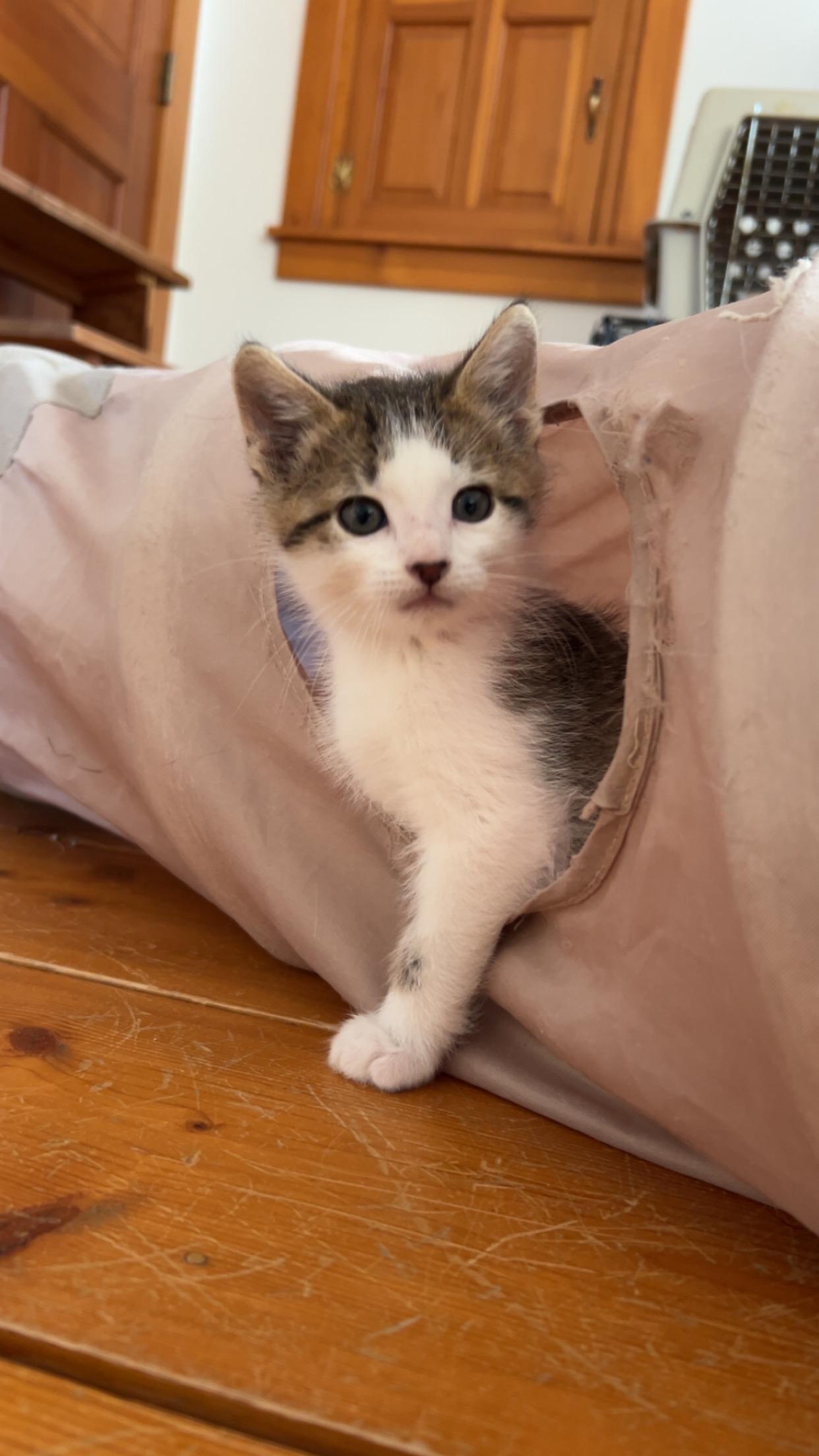 Peanut, Adoptable, Kitten Male Domestic Short Hair.